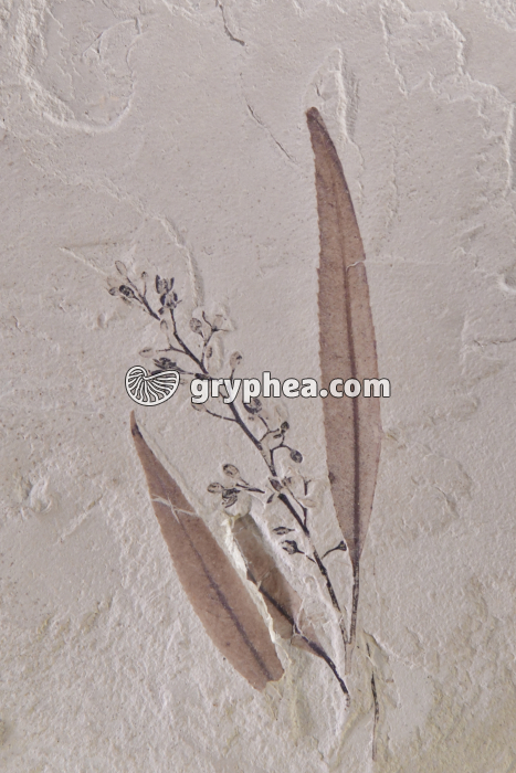 Feuille et fleurs fossilisées - gryphea.com